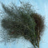 Fresh bronze fennel vegetable from Hudson Valley Seed Co., showing its bulb, feathery fronds, and deep bronze color.