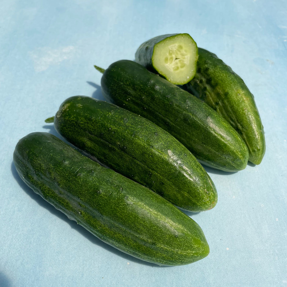 Fresh Ukrainian slicing cucumber from Hudson Valley Seed Co., vibrant green vegetable with smooth skin and crisp texture.