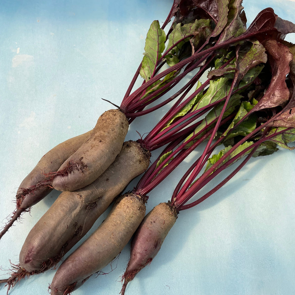 Fresh Hudson Valley Seed Co. Cylindra beet vegetable with deep red color and elongated shape on a white background.