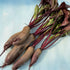 Fresh Hudson Valley Seed Co. Cylindra beet vegetable with deep red color and elongated shape on a white background.