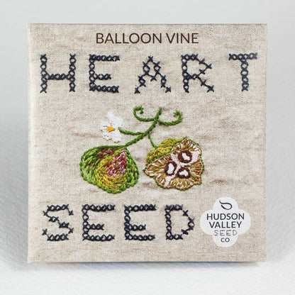 Bright Balloon Vine flowers from Hudson Valley Seed Co., showcasing delicate, colorful blossoms on a lush green vine.