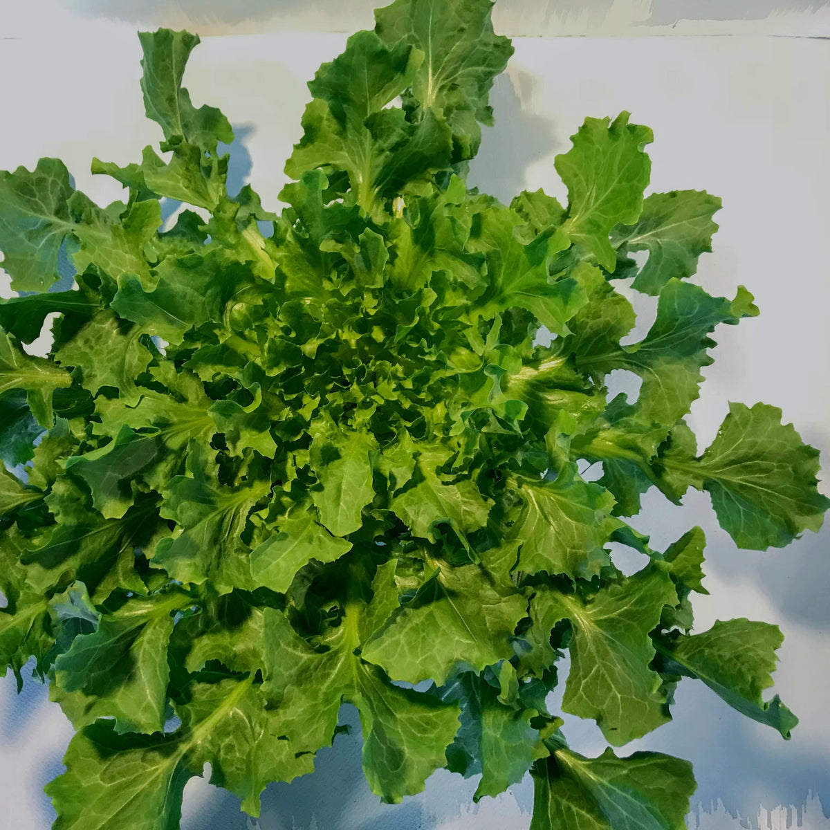 Fresh Batavian full heart escarole vegetable from Hudson Valley Seed Co., showing vibrant green leaves and compact head.