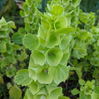 Spray of Bells of Ireland flowers with green foliage, natural floral arrangement from Hudson Valley Seed Co.