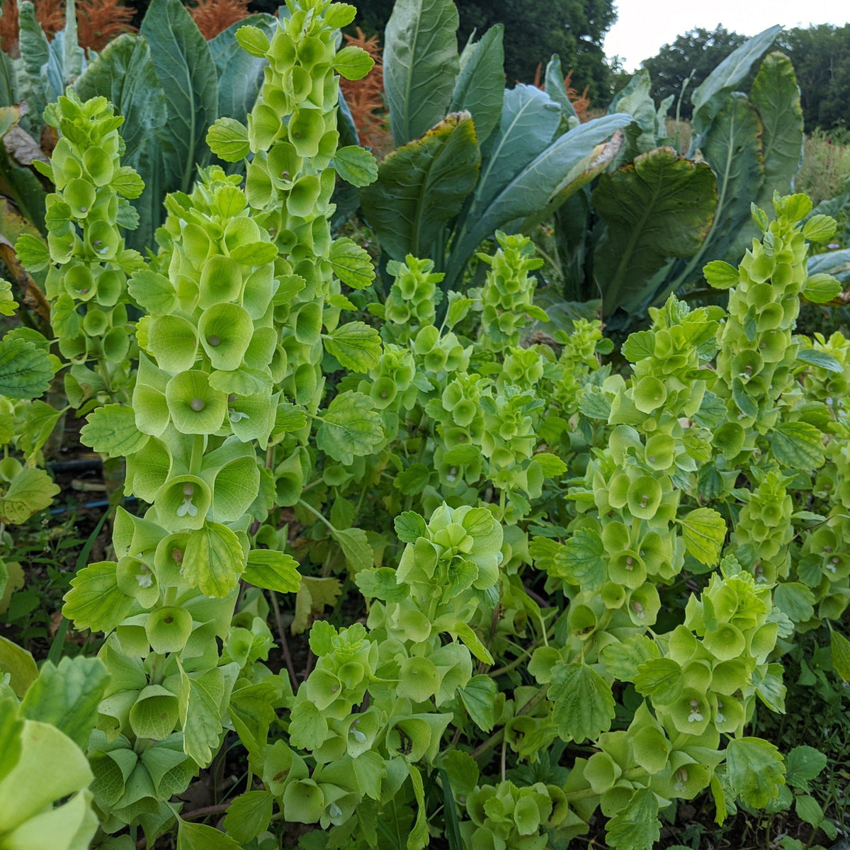 Bells of Ireland flower from Hudson Valley Seed Co., showing tall green stems with bell-shaped green flower heads.