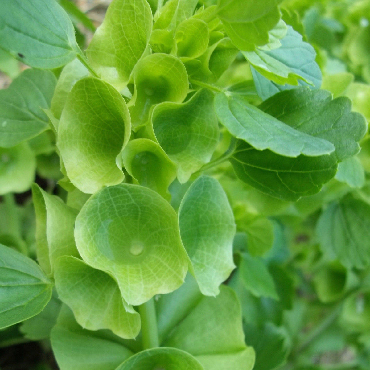 Fresh Bells of Ireland flowers from Hudson Valley Seed Co., showcasing vibrant green, bell-shaped blooms on tall stems.
