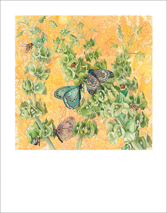Signed Bells of Ireland art print by Hudson Valley Seed Co., showcasing detailed botanical illustration on fine art paper.