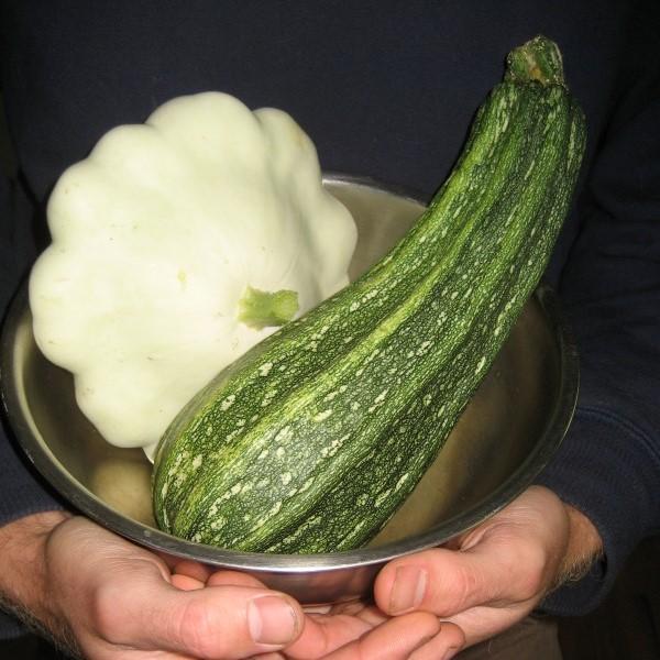 Fresh green tint Patty Pan squash from Hudson Valley Seed Co., showcasing its round shape and vibrant color.