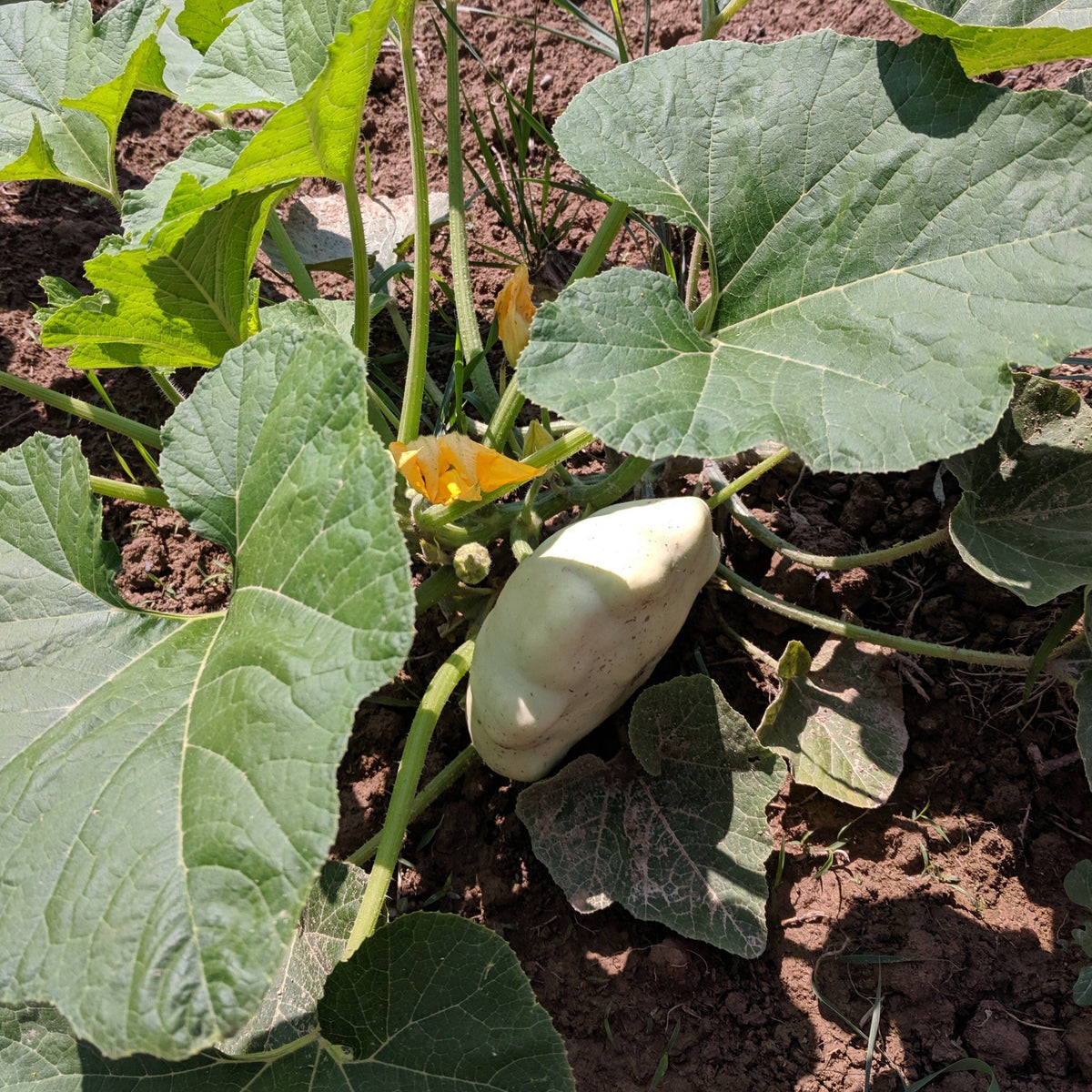 Fresh green tint Patty Pan squash from Hudson Valley Seed Co., showcasing its round, scalloped edges and vibrant color.