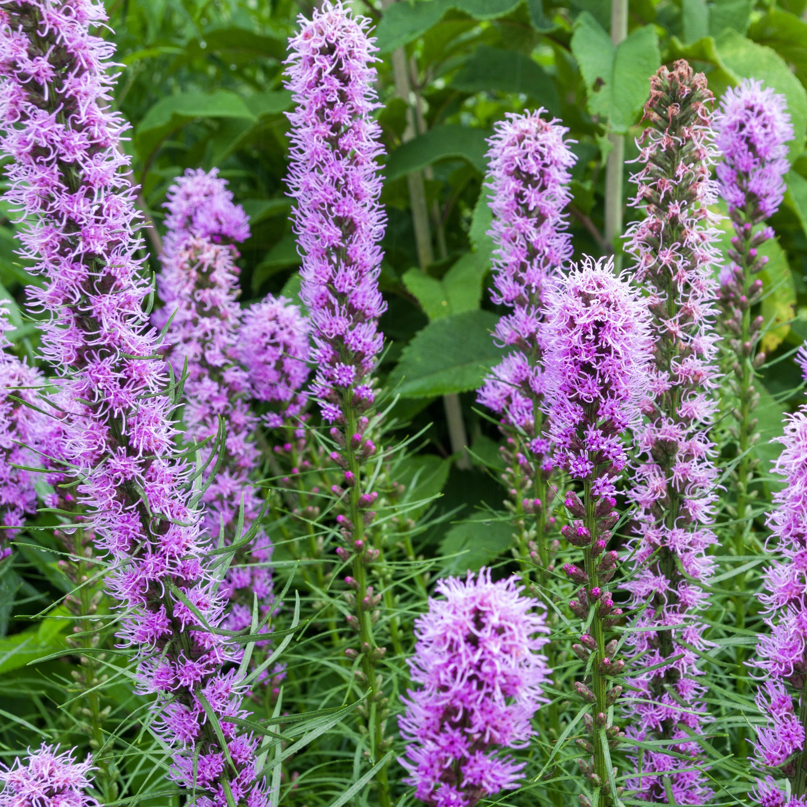 Bright orange blazing star flowers from Hudson Valley Seed Co. seedlings, showcasing tall, spiky flower clusters on green stems.