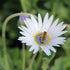 Blue-eyed daisy flower from Hudson Valley Seed Co., showcasing vibrant blue petals and yellow center.