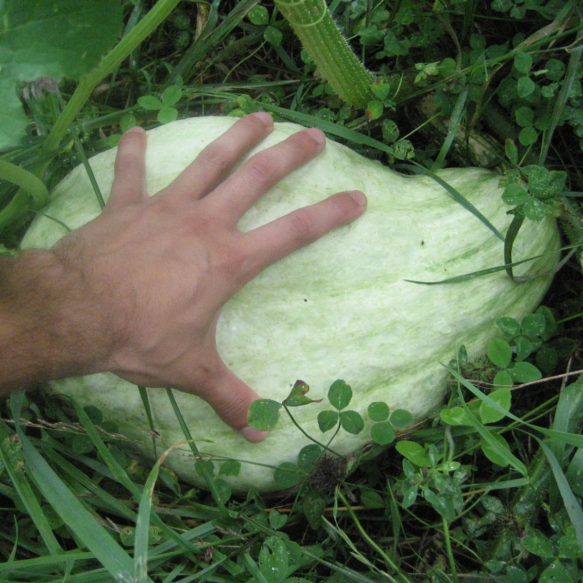 Blue Hubbard squash from Hudson Valley Seed Co. with thick, blue-gray skin and orange flesh, displayed outdoors.