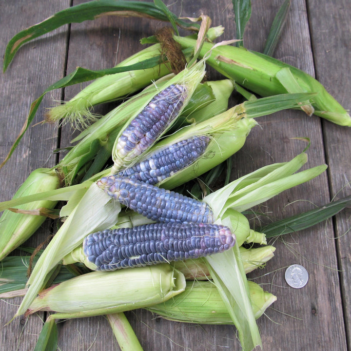 Blue Jade Dwarf Sweet Corn vendor-unknown