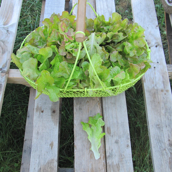 Fresh Blushed Butter Oak Lettuce from Hudson Valley Seed Co., showcasing its tender, pink-tinged leaves on a vegetable display.