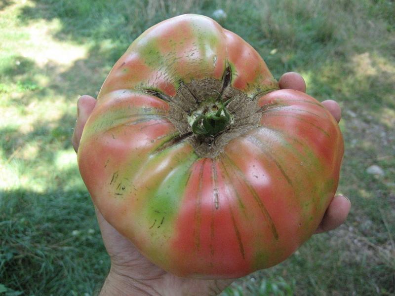 Pink Brandywine tomato from Hudson Valley Seed Co., showing ripe, large heirloom vegetables with vibrant pink skin.