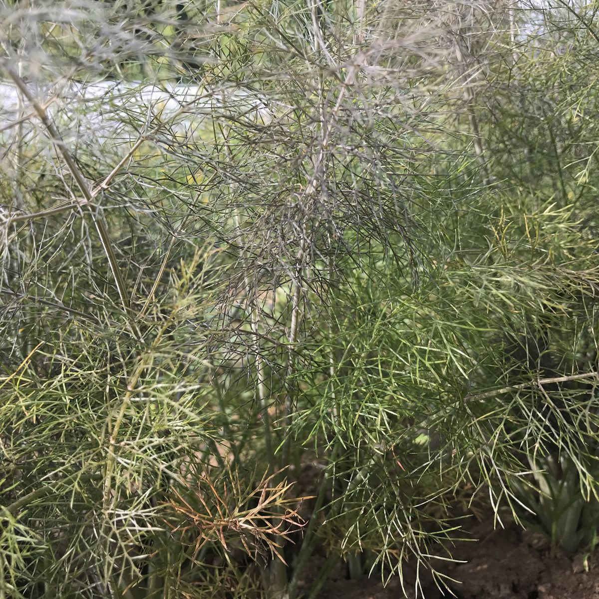 Fresh bronze fennel vegetable from Hudson Valley Seed Co., with feathery green fronds and bulbous, reddish-brown bulb.