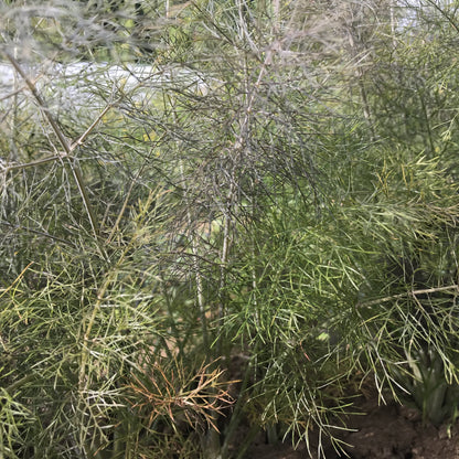 Fresh bronze fennel vegetable from Hudson Valley Seed Co., with feathery green fronds and bulbous, reddish-brown bulb.