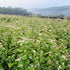 Buckwheat cover crop seed from Hudson Valley Seed Co. showing a bag of buckwheat seed used for soil enhancement and cover cropping.