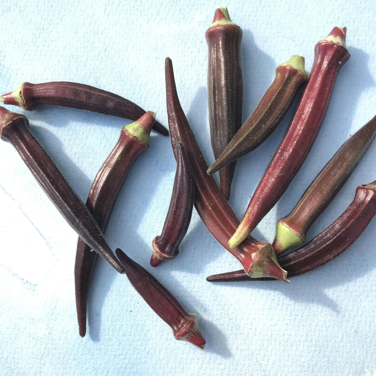 Fresh Burgundy okra vegetables from Hudson Valley Seed Co., showcasing their vibrant color and plump, tender pods.