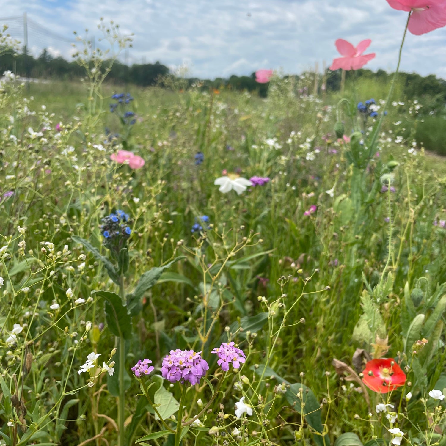 Shady Meadow Mix Seed Shaker
