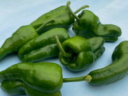 Fresh Padron hot peppers from Hudson Valley Seed Co., vibrant green vegetables with a slightly wrinkled surface and small size.