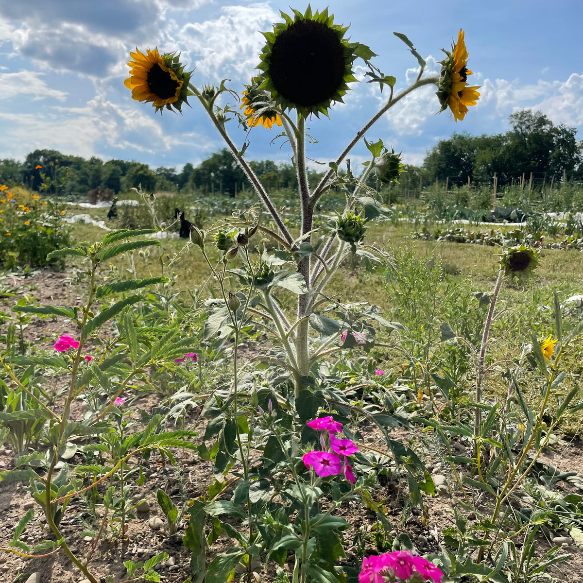 Assorted colorful flowers from the For the Birds Flower Mix by Hudson Valley Seed Co., arranged in a natural garden setting.