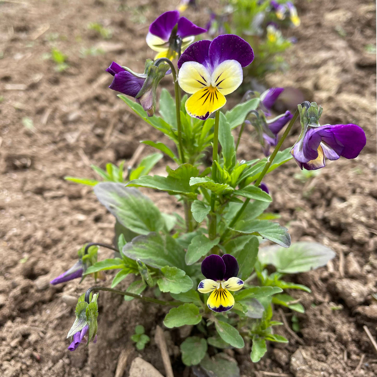 Colorful Johnny Jump-Up flowers in a garden, showcasing vibrant purple, yellow, and white blooms from Hudson Valley Seed Co.