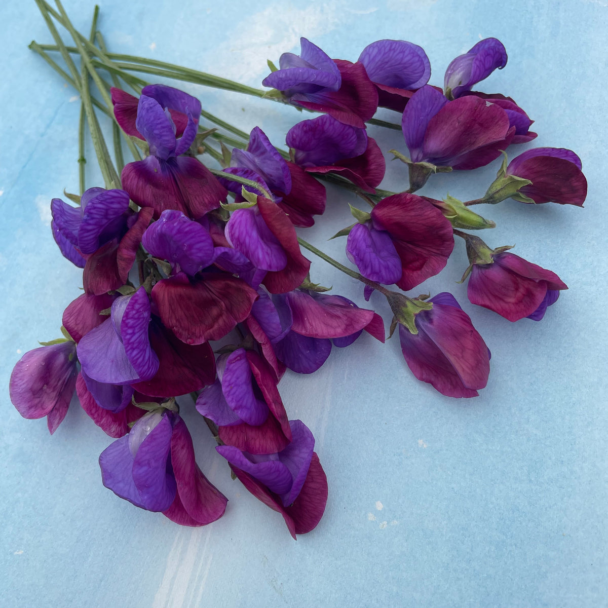 Close-up of Cupani&