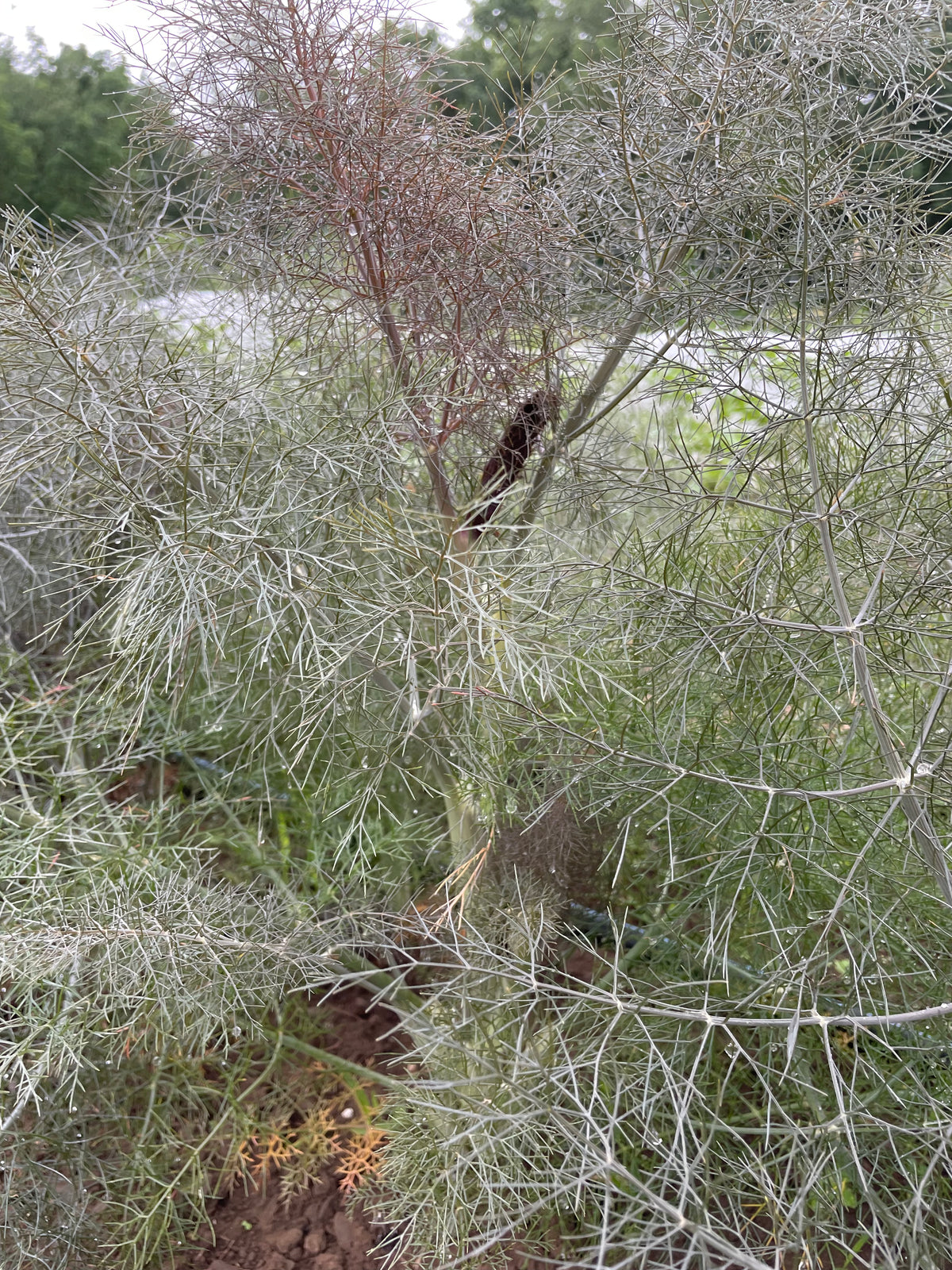 Bronze fennel vegetable from Hudson Valley Seed Co., fresh and vibrant with feathery green and bronze-colored fronds.