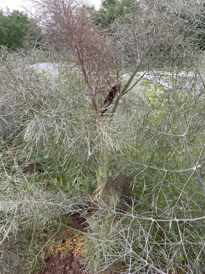 Bronze fennel vegetable from Hudson Valley Seed Co., fresh and vibrant with feathery green and bronze-colored fronds.