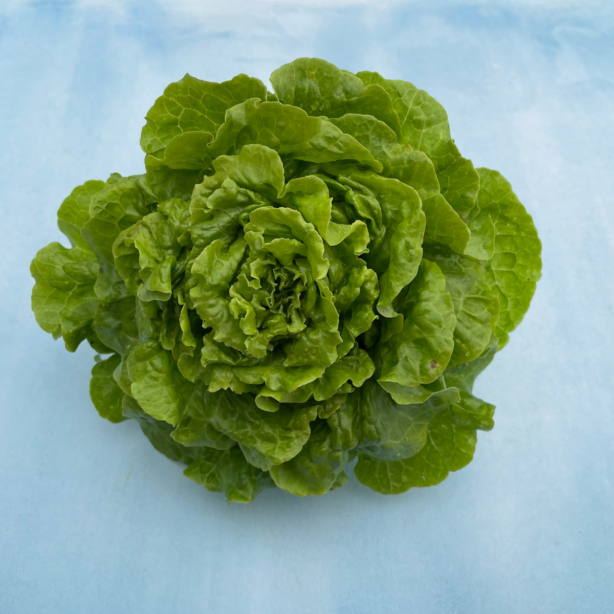 Fresh Tom Thumb lettuce from Hudson Valley Seed Co., showcasing vibrant green, tender vegetable leaves.