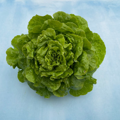 Fresh Tom Thumb lettuce from Hudson Valley Seed Co., showcasing vibrant green, tender vegetable leaves.