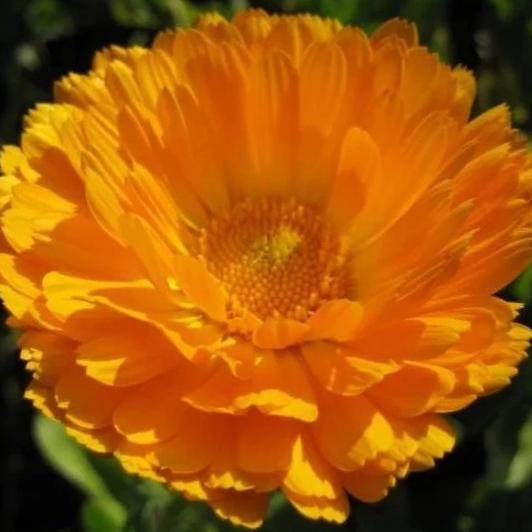 Bright yellow calendula flowers from Hudson Valley Seed Co. showcasing vibrant petals and lush green foliage.