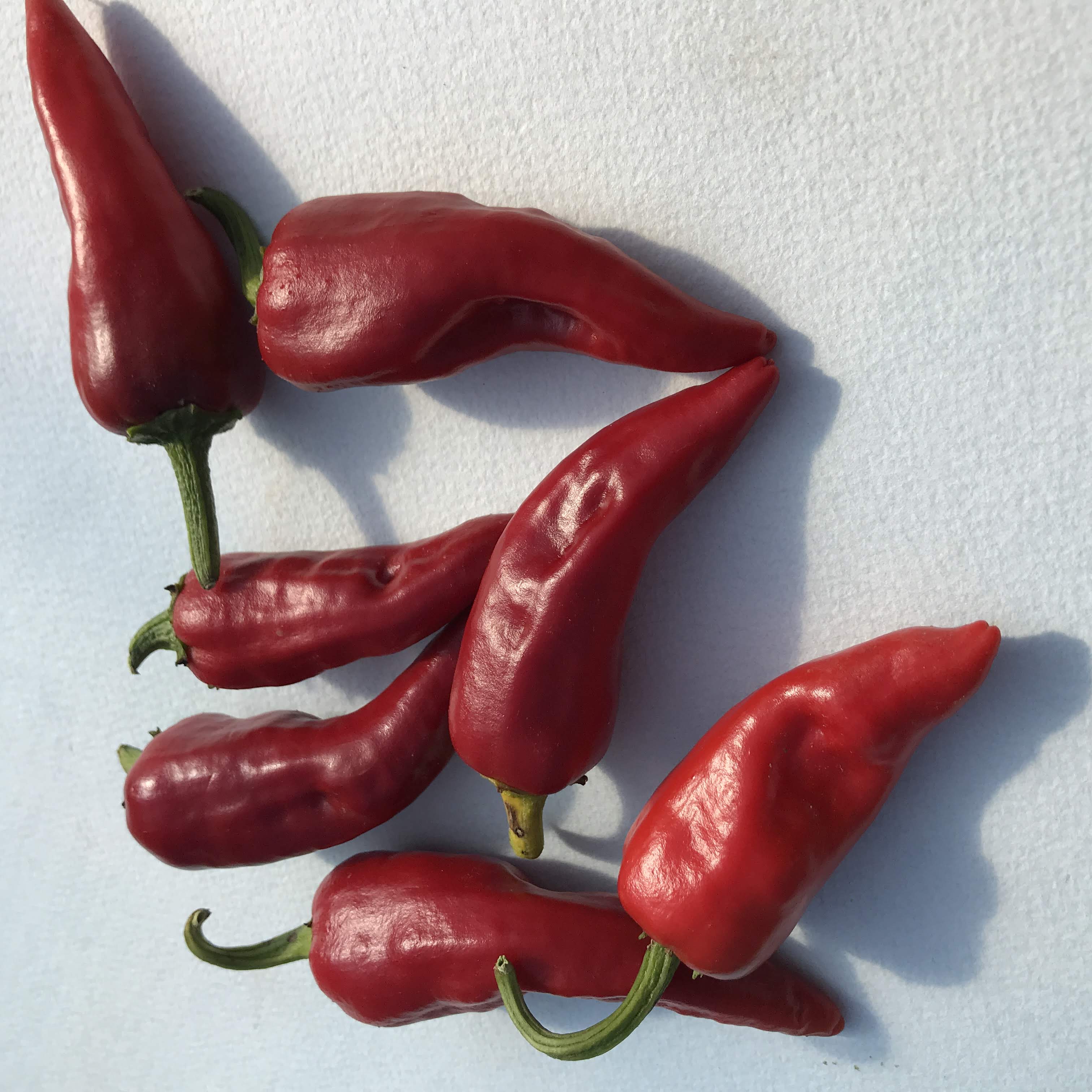 Fresh Chimayo del Norte pepper from Hudson Valley Seed Co., vibrant red vegetable with a smooth, glossy surface.
