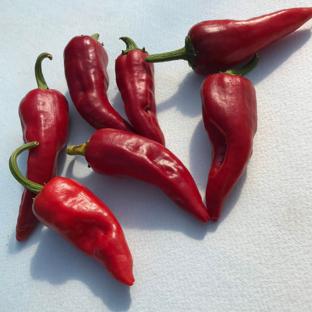 Fresh Chimayo del Norte pepper from Hudson Valley Seed Co., vibrant red vegetable with a smooth, glossy surface.