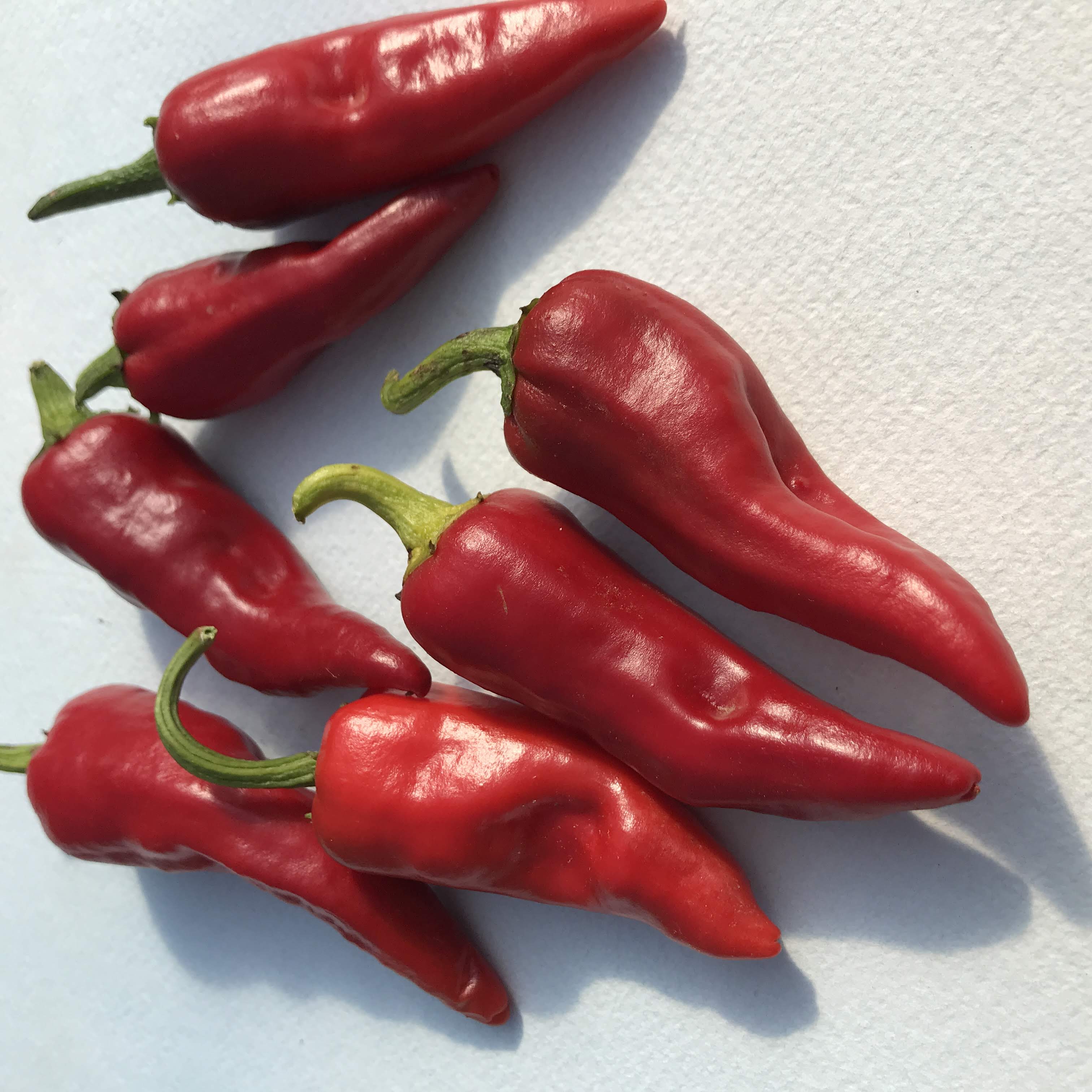 Bright Chimayo del Norte pepper from Hudson Valley Seed Co., vibrant red and green vegetables with a glossy skin, fresh and ripe.