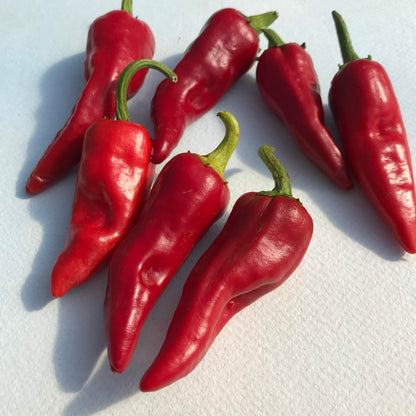 Bright Chimayo del Norte pepper from Hudson Valley Seed Co., vibrant red and green vegetables with a glossy skin, fresh and ripe.