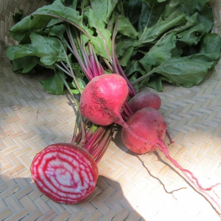 Fresh Chioggia Guardsmark Improved beets from Hudson Valley Seed Co., displaying vibrant red and white striped vegetable.