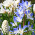 Bright blue Chionodoxa forbesii flowers from Hudson Valley Seed Co., showcasing vibrant spring blooms.