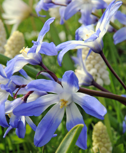 Bright Chionodoxa forbesii flowers with star-shaped blue blossoms from Hudson Valley Seed Co. in a natural garden setting.