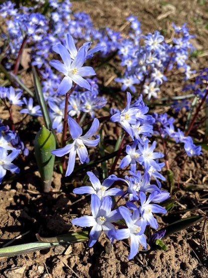 Bright Chionodoxa forbesii flowers with blue star-shaped blooms from Hudson Valley Seed Co. on a natural garden setting.
