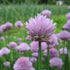 Chives vendor-unknown