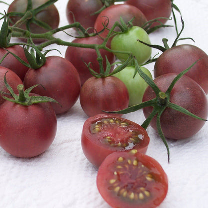 Chocolate cherry tomato from Hudson Valley Seed Co., vibrant dark purple-red vegetable with small round shape and glossy skin.