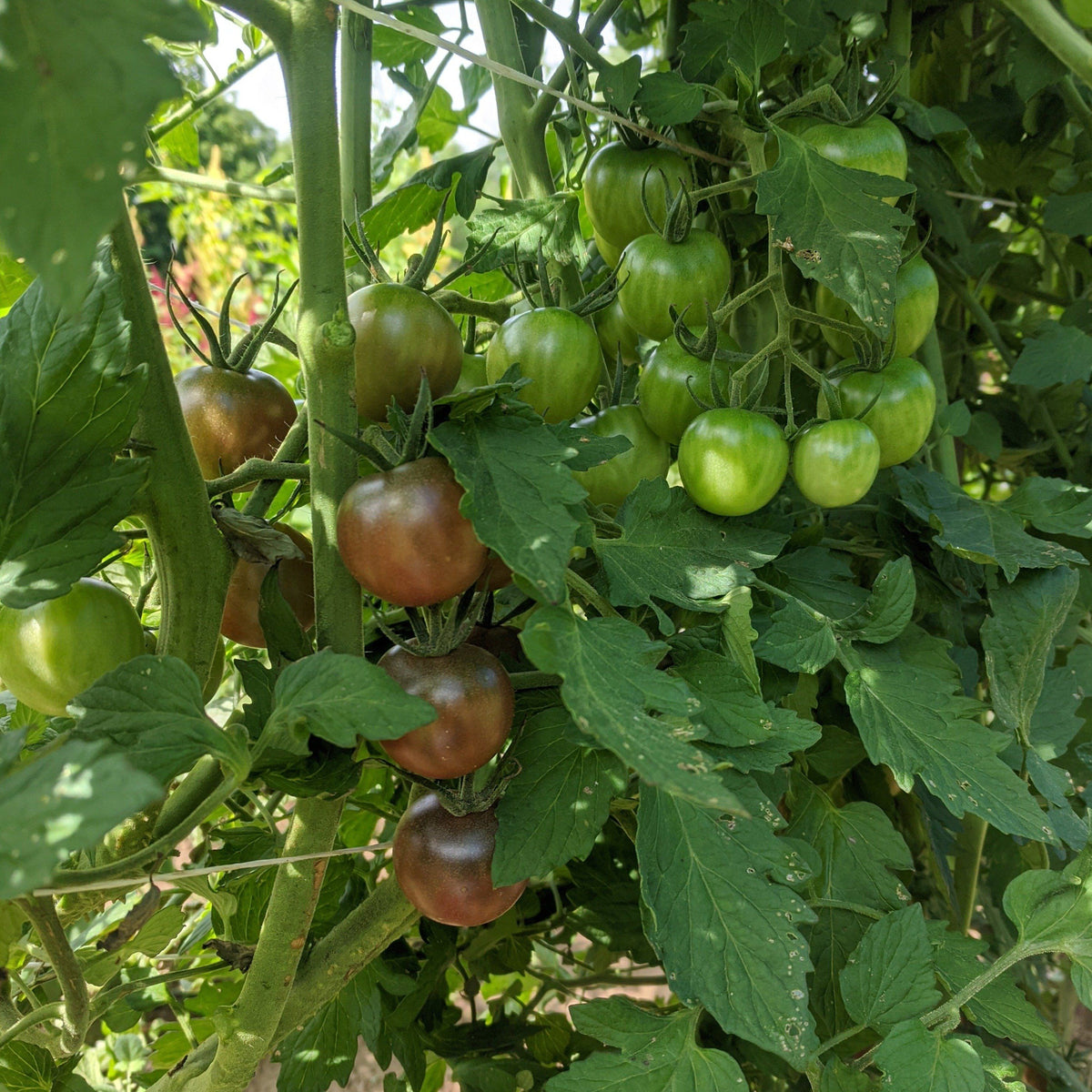 Fresh chocolate cherry tomato from Hudson Valley Seed Co., showcasing ripe, dark-skinned vegetables on a vendor display.