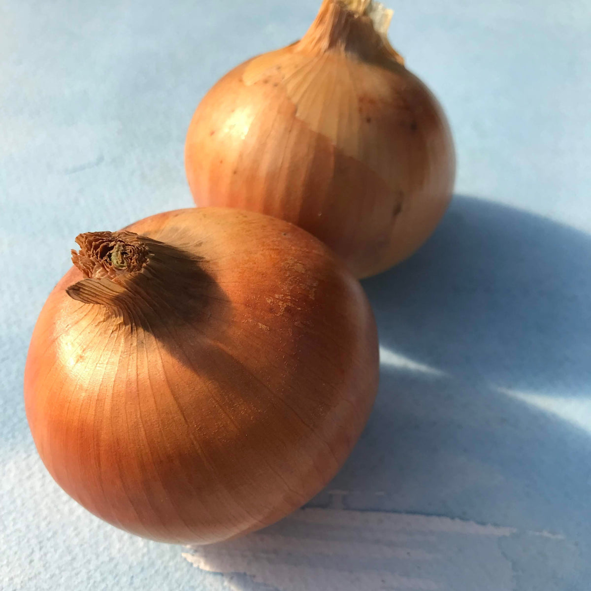 Fresh Clear Dawn onion from Hudson Valley Seed Co., displayed on a vendor table, showcasing its smooth, transparent skin and round shape.