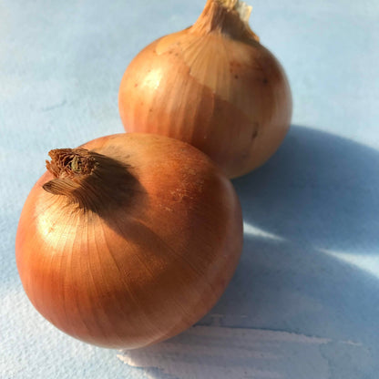 Fresh Clear Dawn onion from Hudson Valley Seed Co., displayed on a vendor table, showcasing its smooth, transparent skin and round shape.