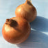 Fresh Clear Dawn onion from Hudson Valley Seed Co., displayed on a vendor table, showcasing its smooth, transparent skin and round shape.