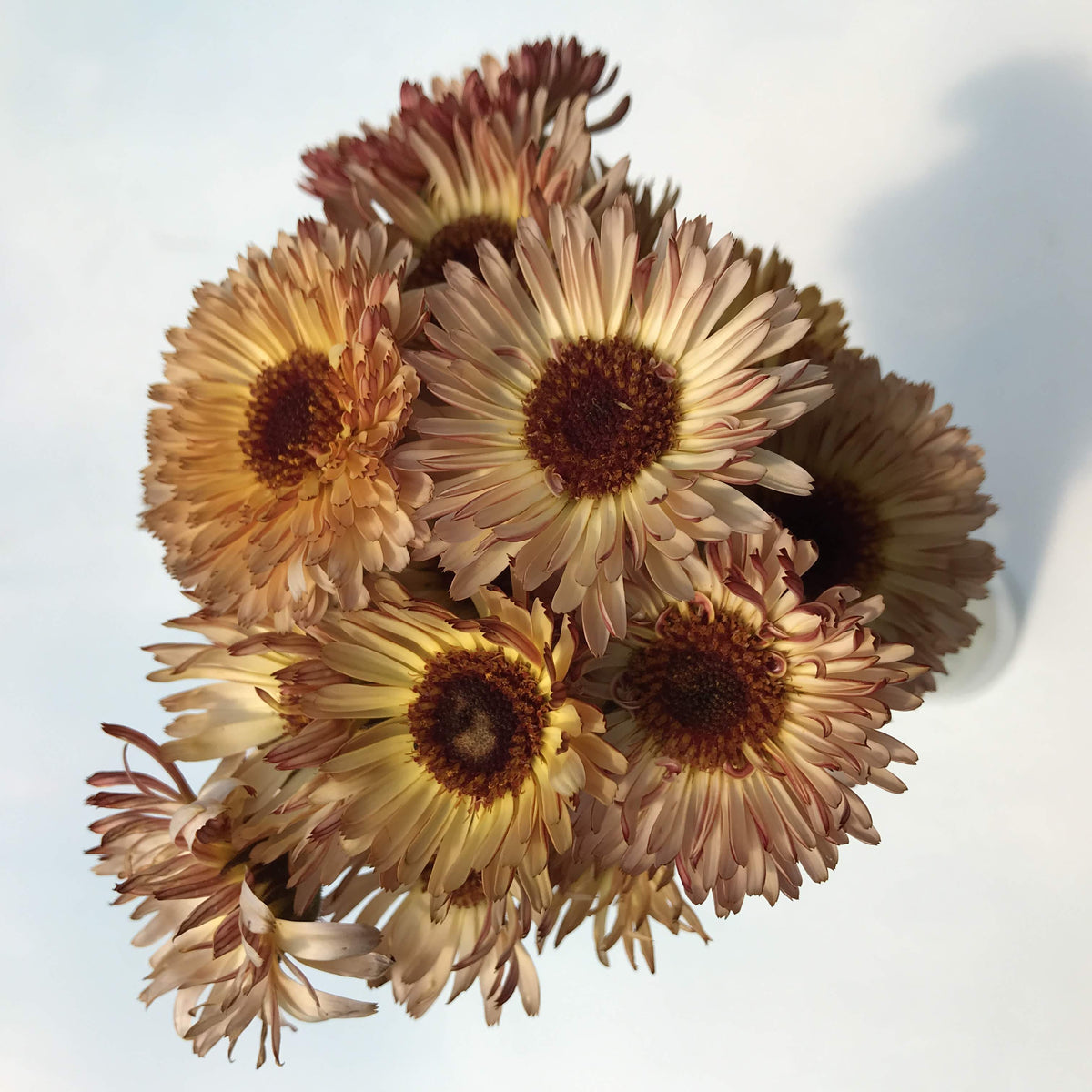 Coffee and Cream Calendula flower seedlings from Hudson Valley Seed Co., showcasing vibrant, healthy young calendula plants.