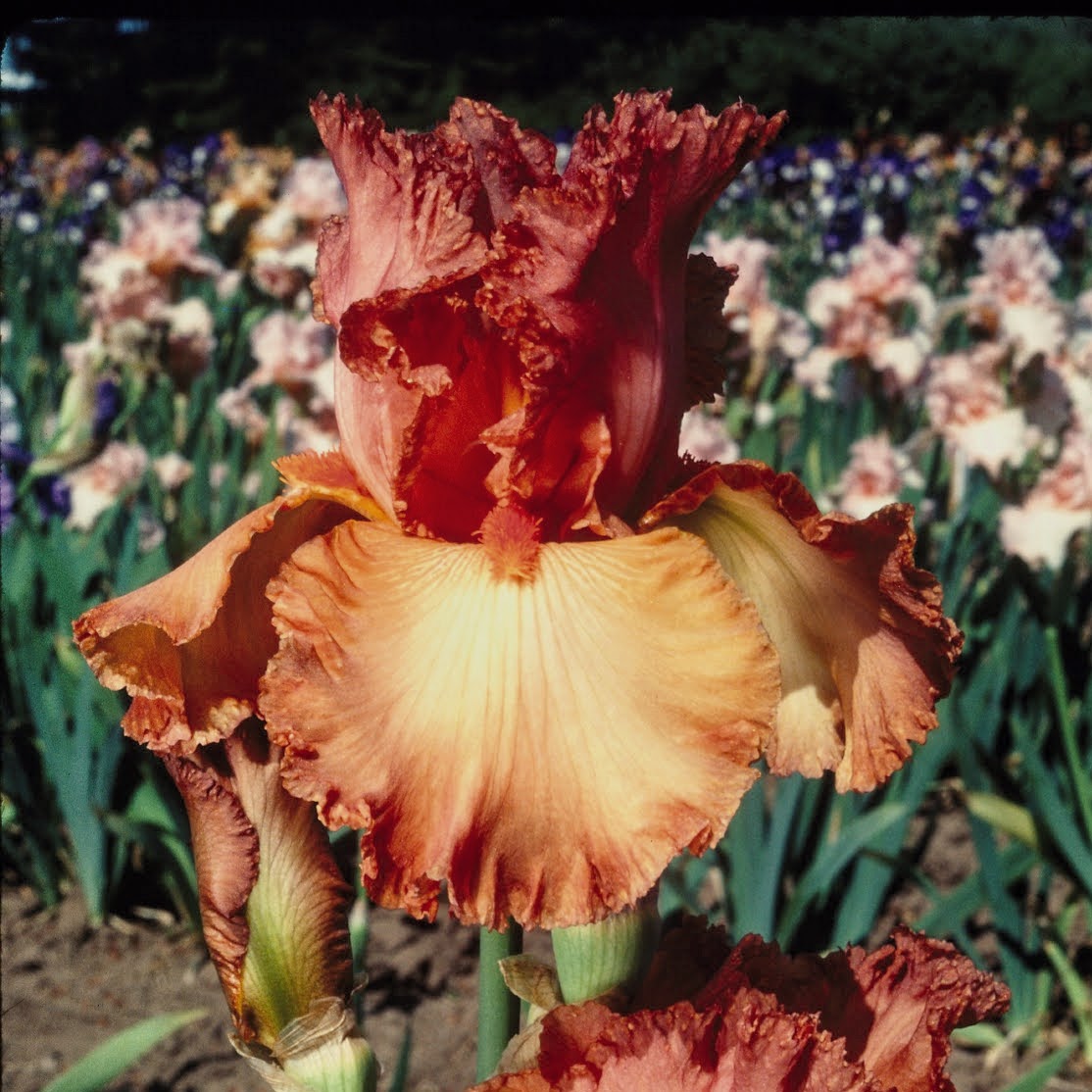 Bearded iris flower &