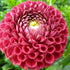 Cornel Red Dahlia Tuber vendor-unknown
