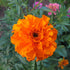Crackerjack Mix African Marigold vendor-unknown